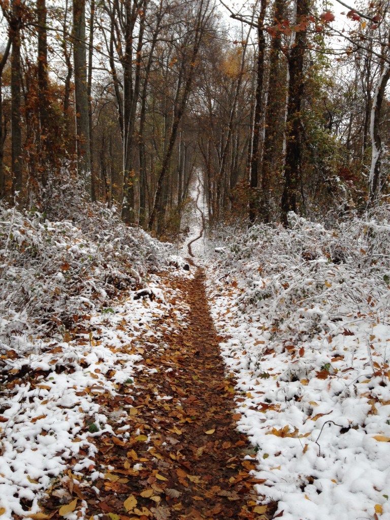 Narrow hiking trail covered with fallen leaves winding through a winter forest